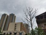 城市建筑旁的光秃树木
