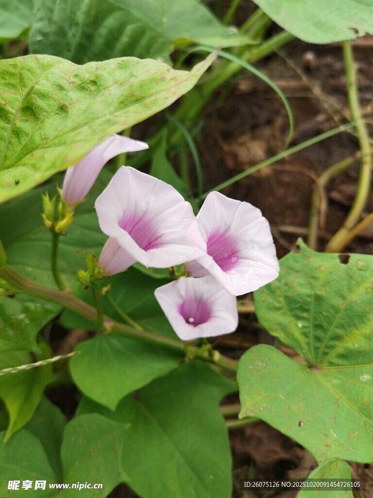 绽放的粉色牵牛花
