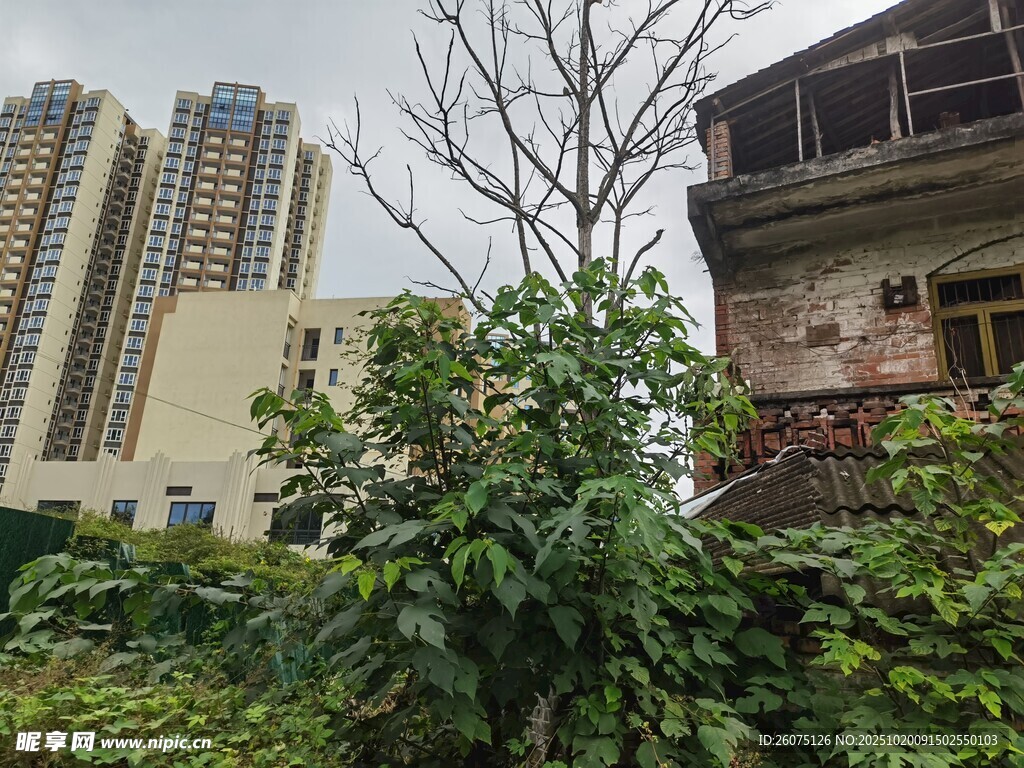 城市中荒废建筑与绿植景观