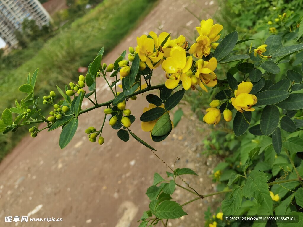 路边绽放的黄色小花