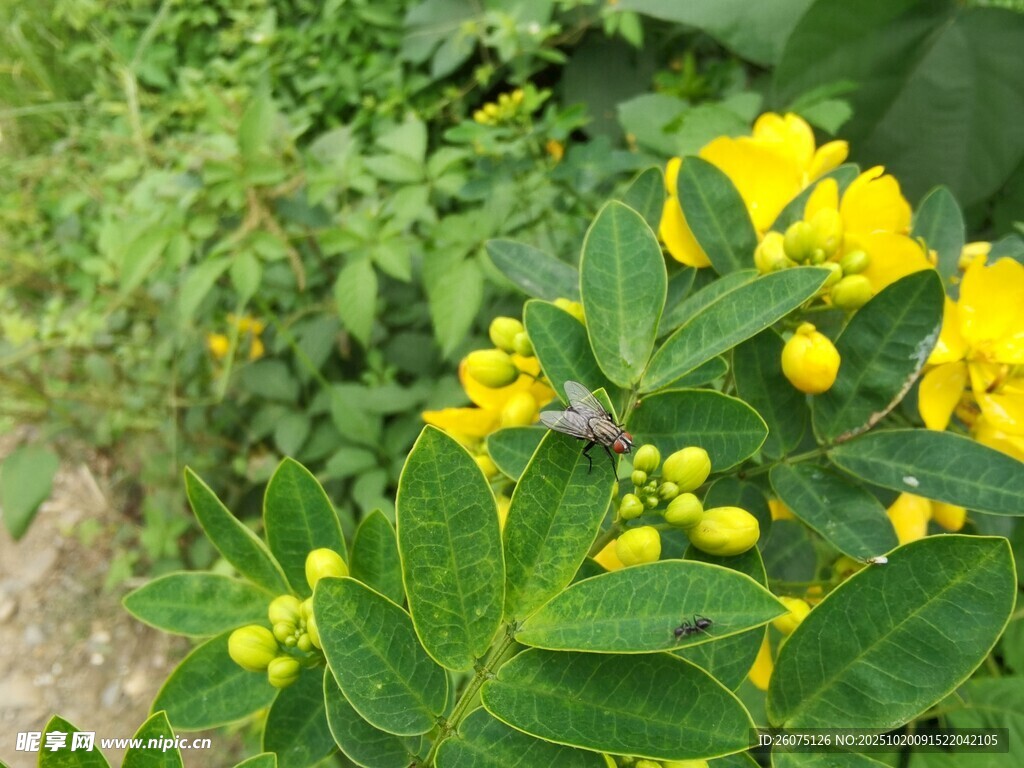 黄色小花与绿叶植物