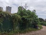 城市角落的绿植覆盖景象