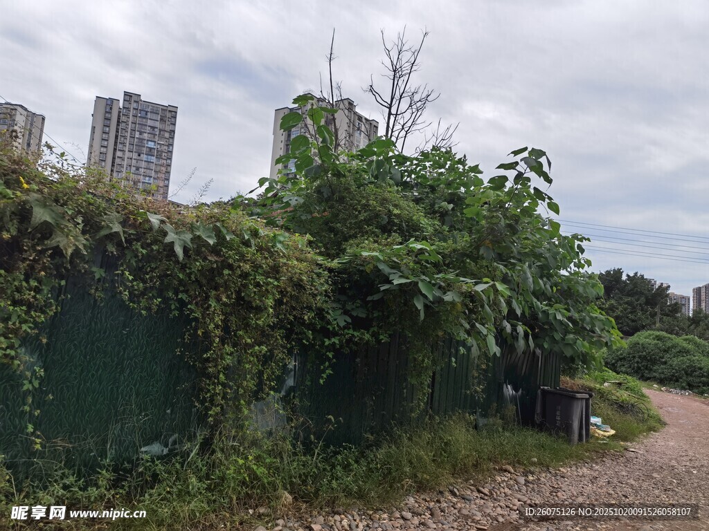 城市角落的绿植覆盖景象