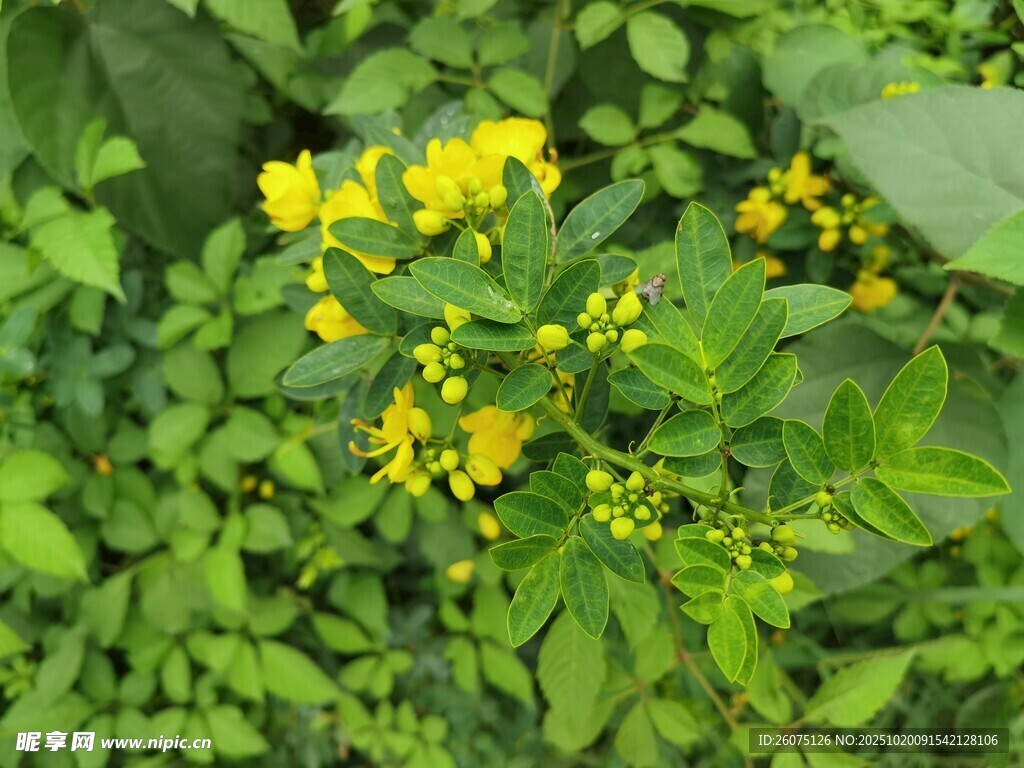 绿叶间的黄色小花