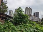 城市中繁茂绿植与高楼