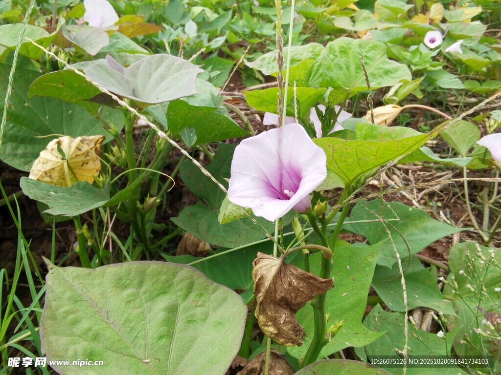 田野中的美丽牵牛花