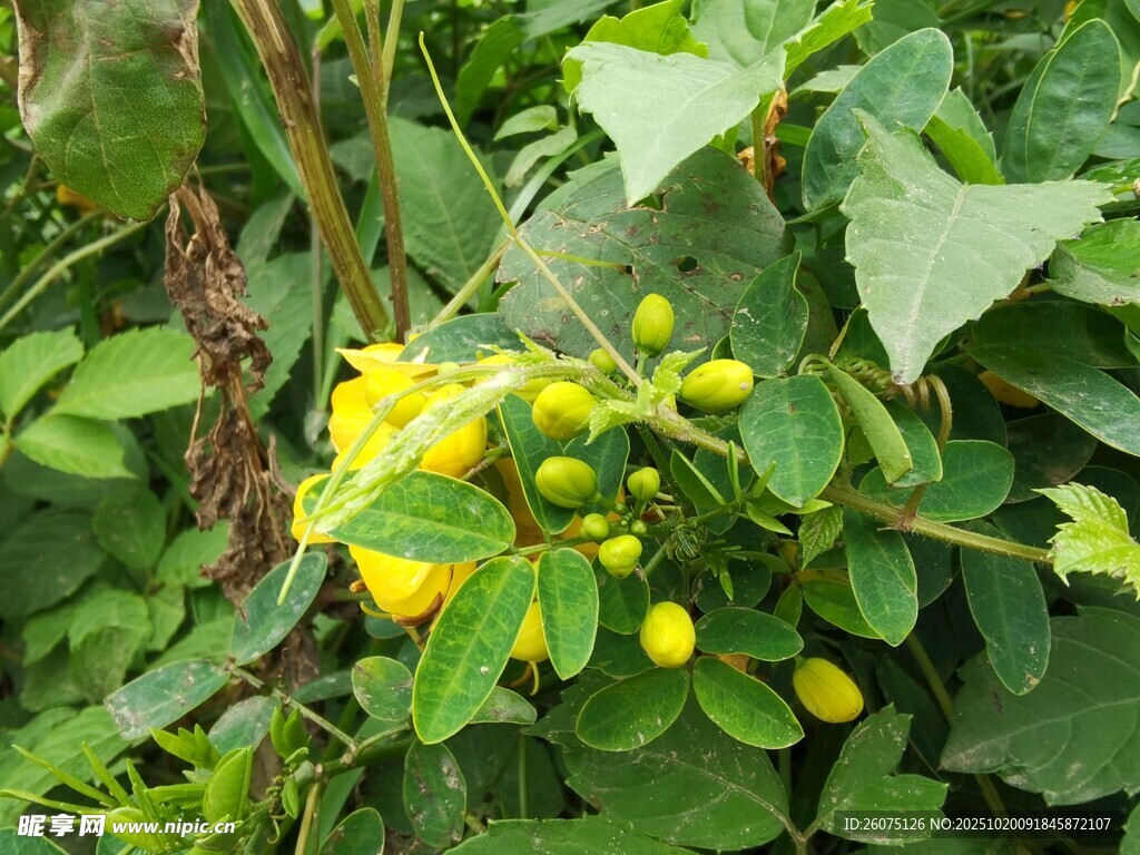 绿叶间的黄色小花