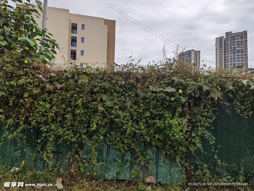 绿植覆盖的围墙与远处建筑