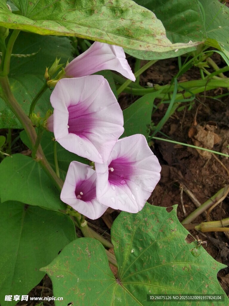 粉色牵牛花绽放绿叶间