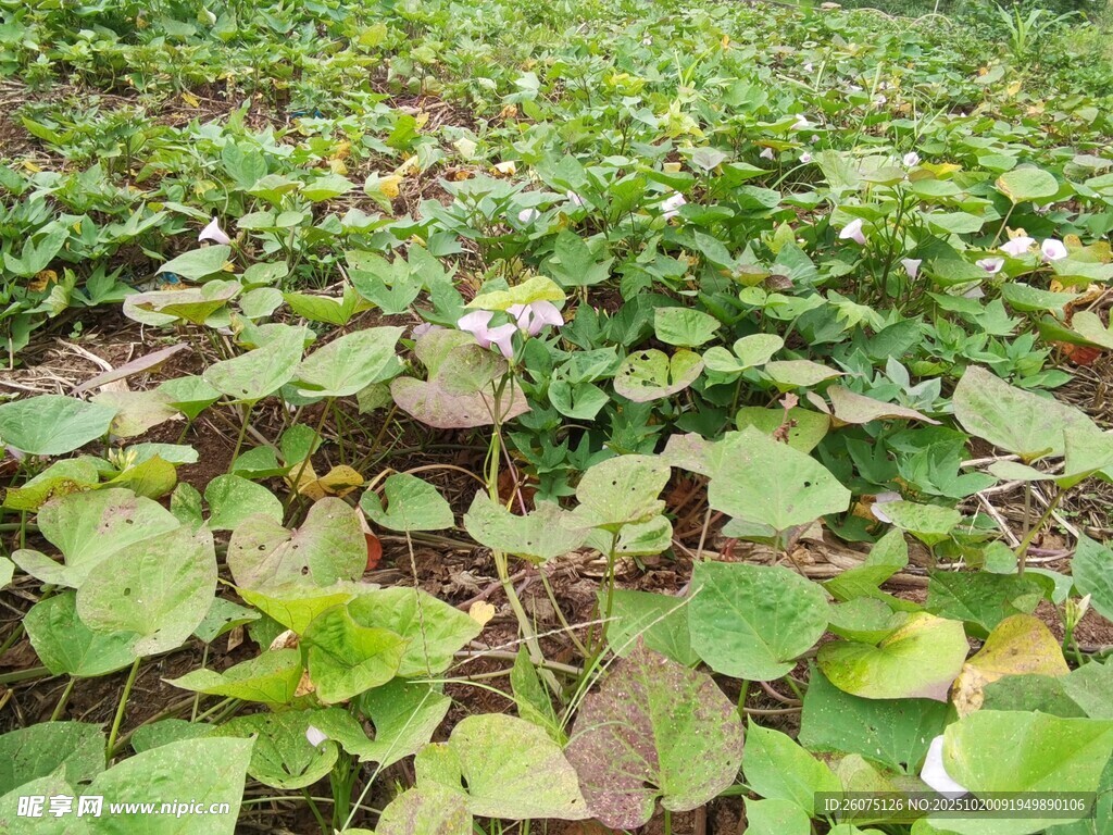 绿叶繁茂的植物景观