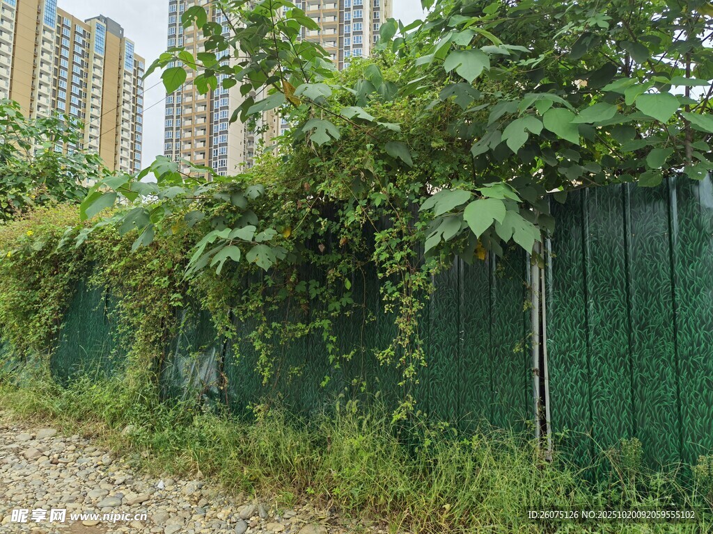 围栏旁繁茂绿植与高楼