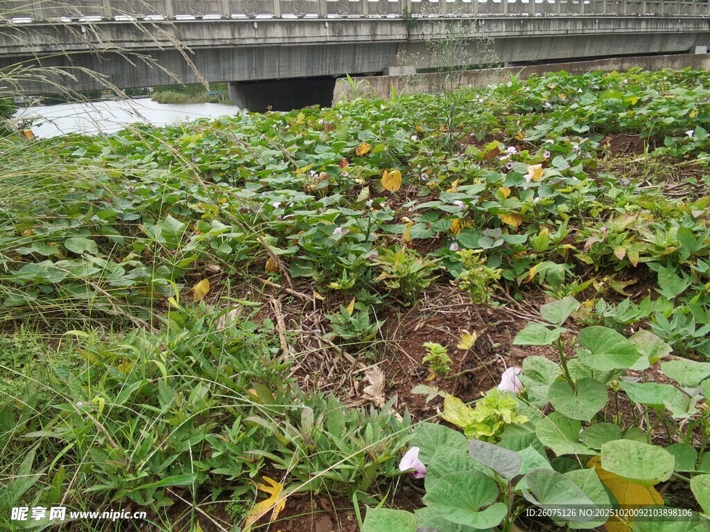 庭院绿植景观