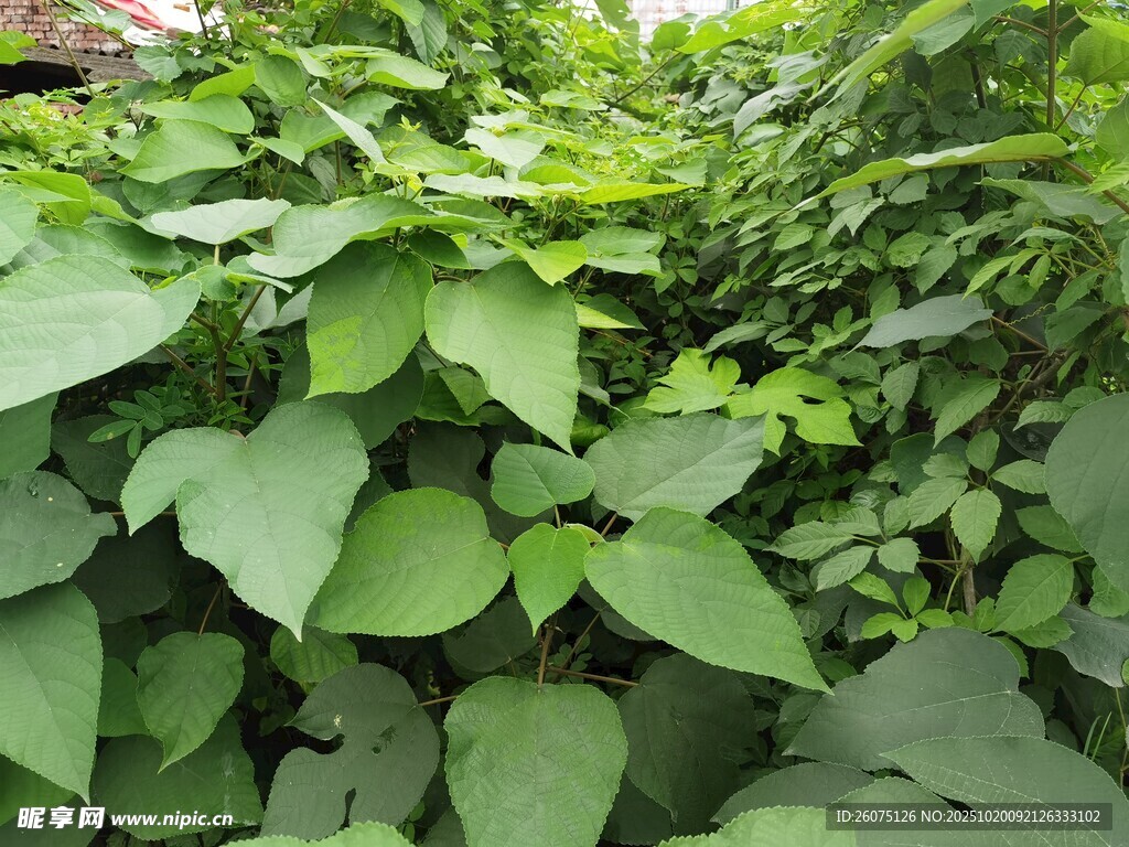 繁茂绿叶植物景观