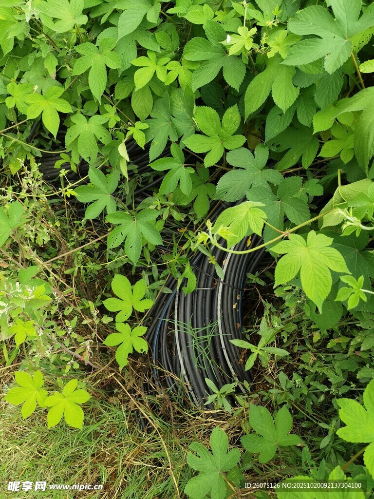 绿植丛中的黑色物件