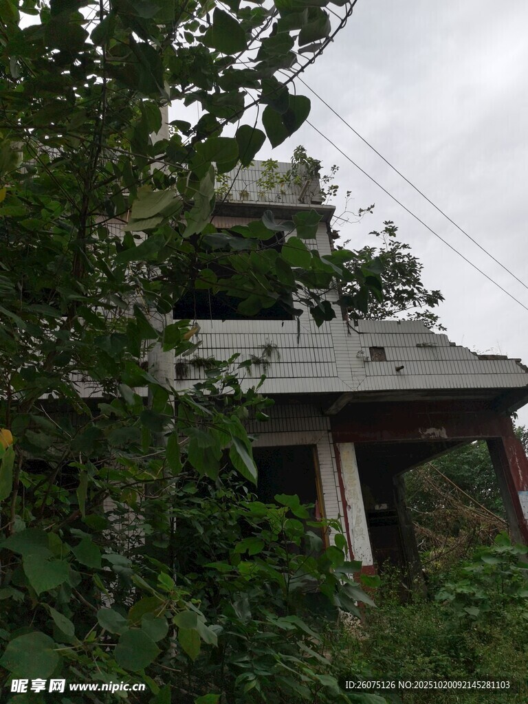 被绿植环绕的老旧房屋