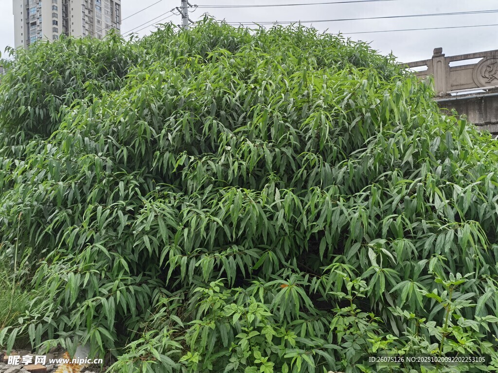 茂盛绿植展现自然生机