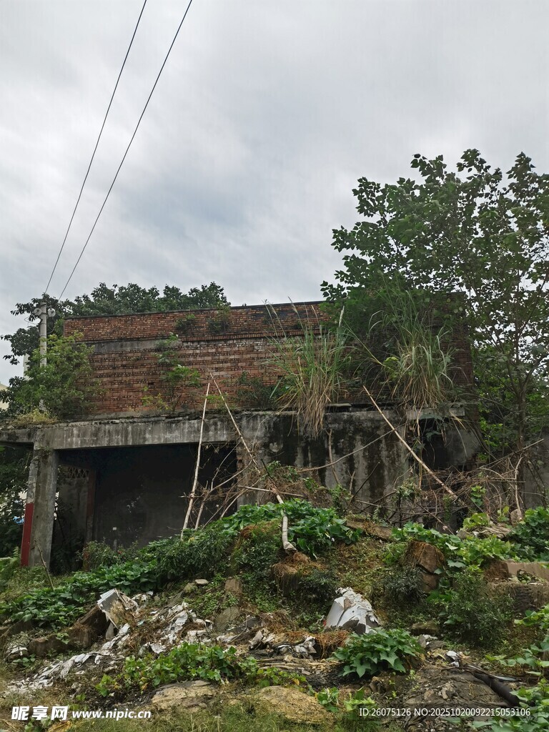 荒废老屋杂草丛生景象