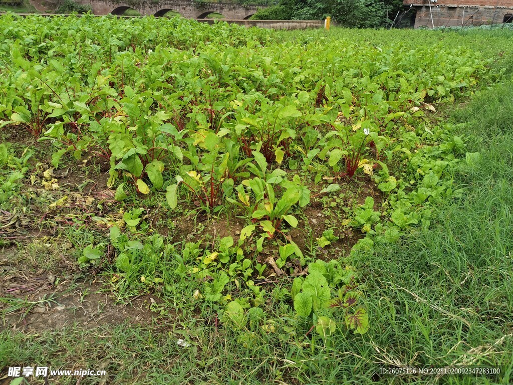 绿意盎然的田间蔬菜种植地