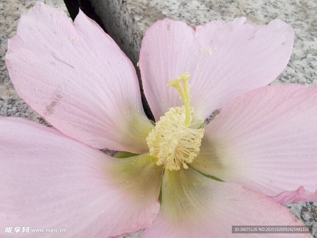 粉色芙蓉花特写