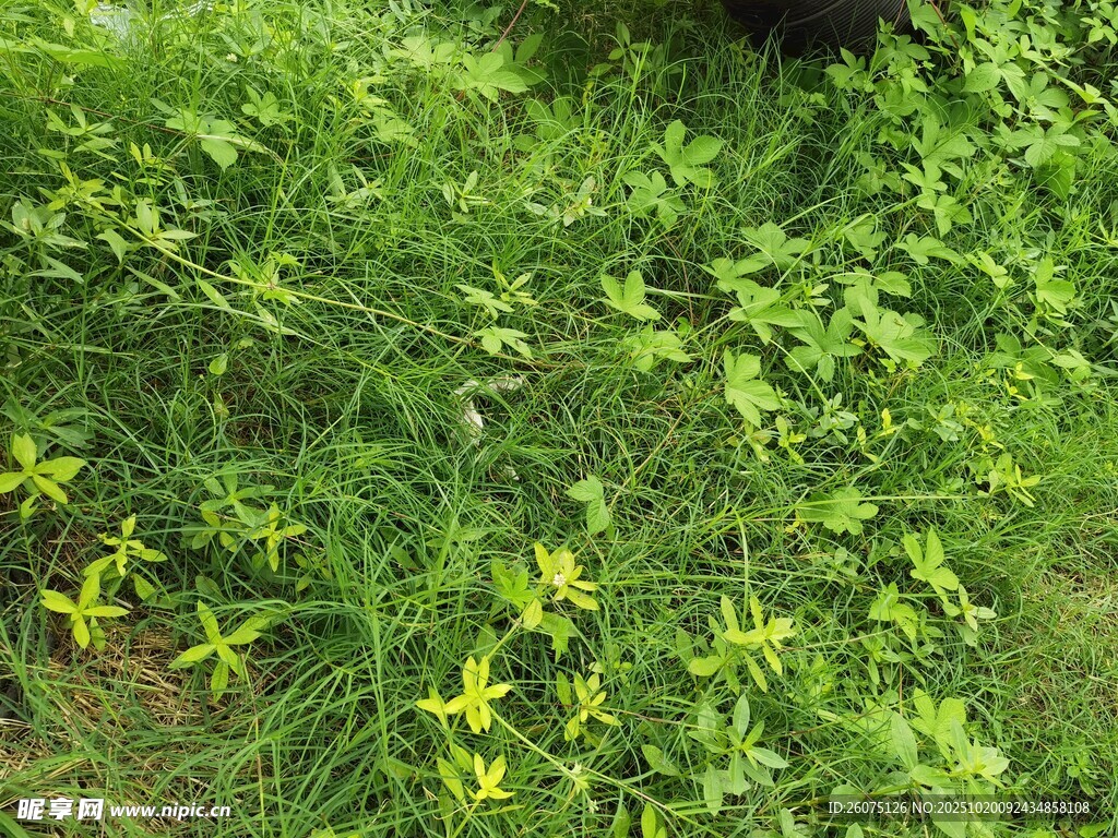 绿意盎然的草地野花景观