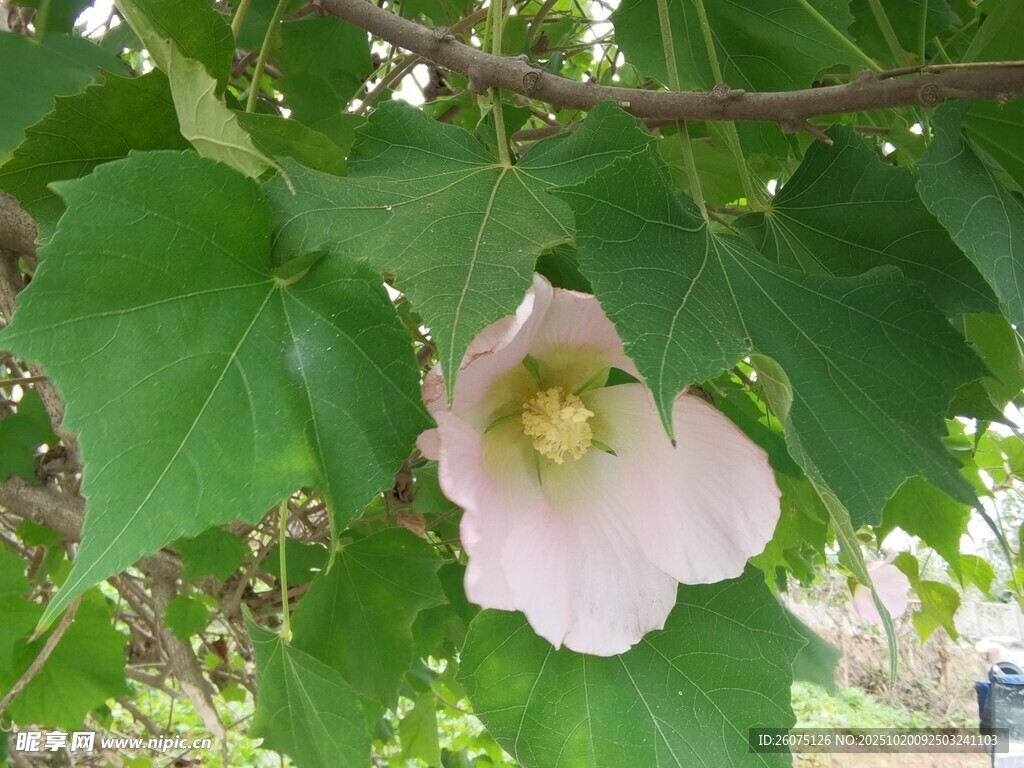 枝头绽放的粉色木槿花