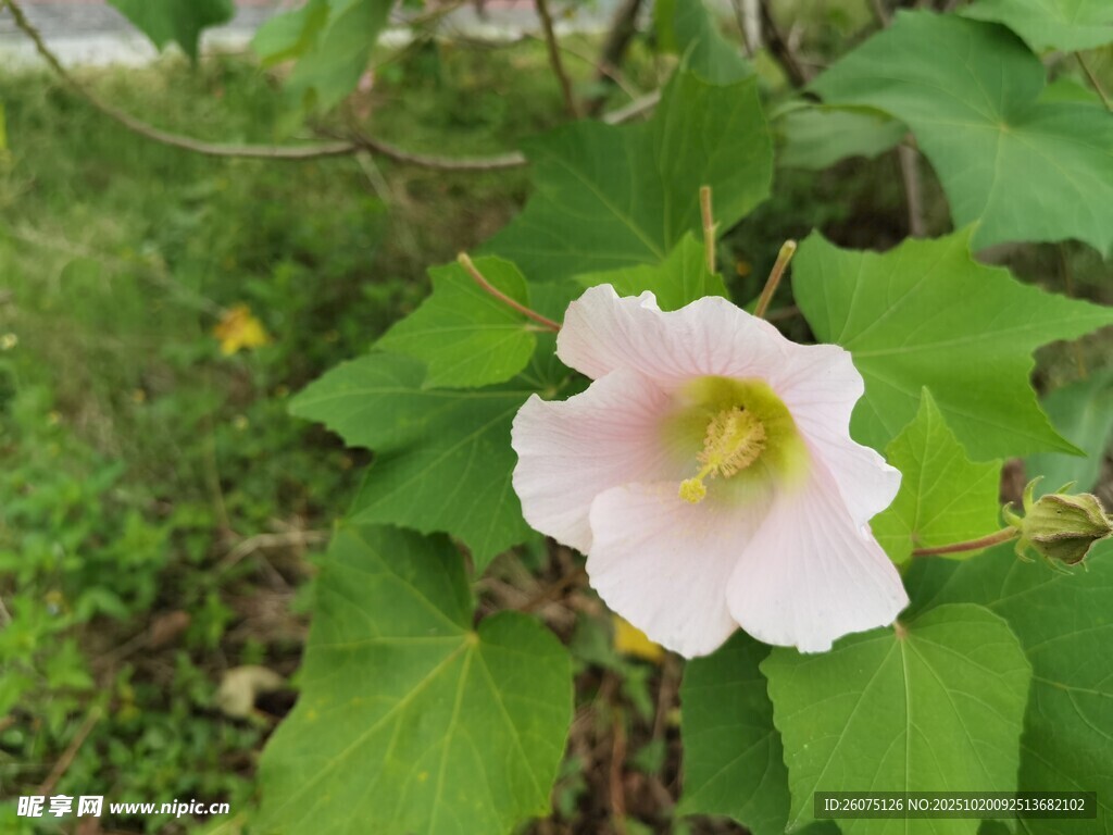 粉色单朵绽放的美丽花朵
