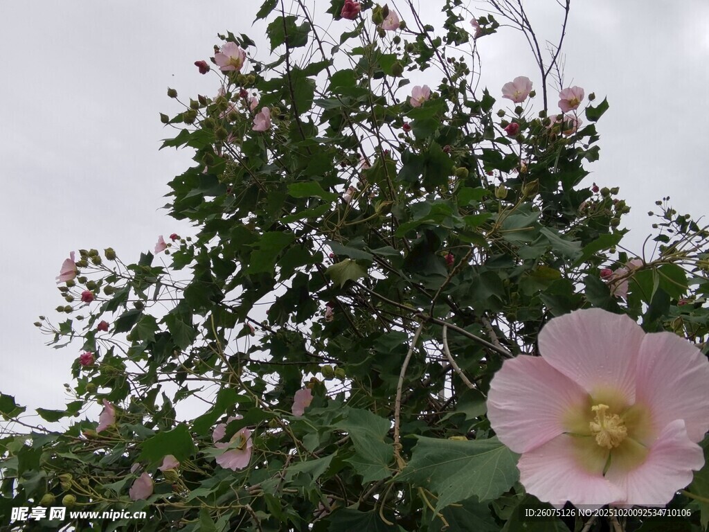 绽放的粉色木槿花