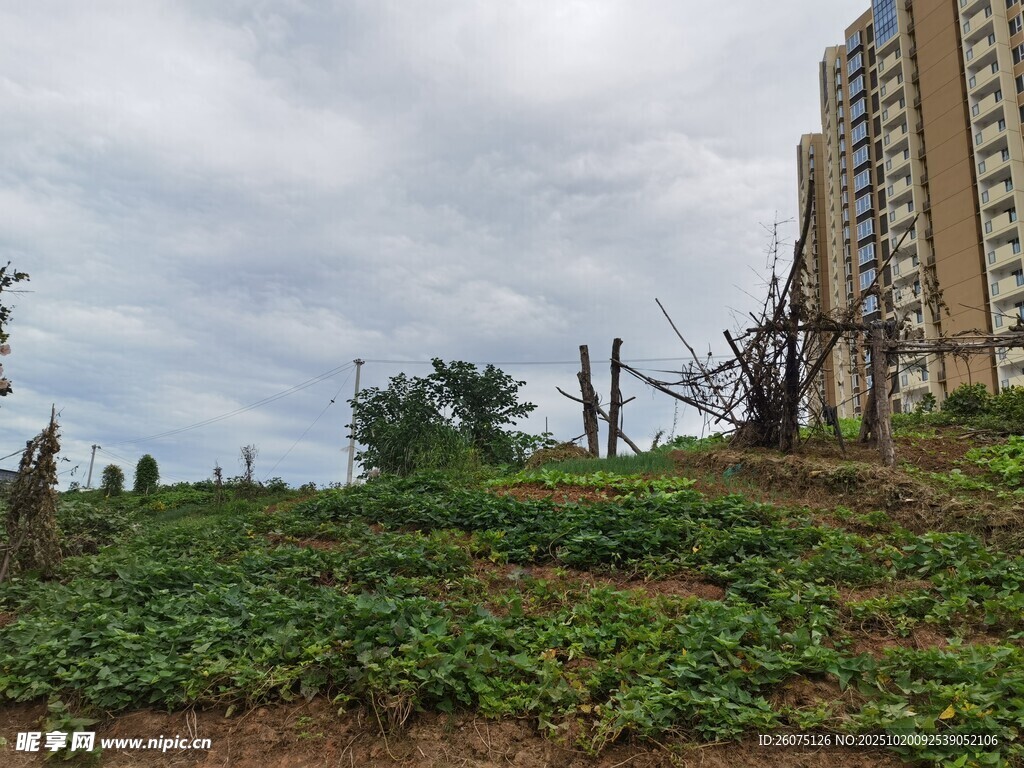 城市旁的绿植与高楼景观