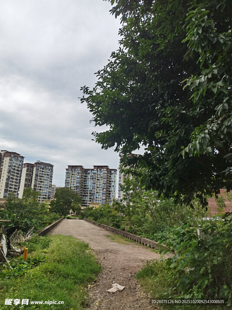 城郊小路旁的绿植与楼房