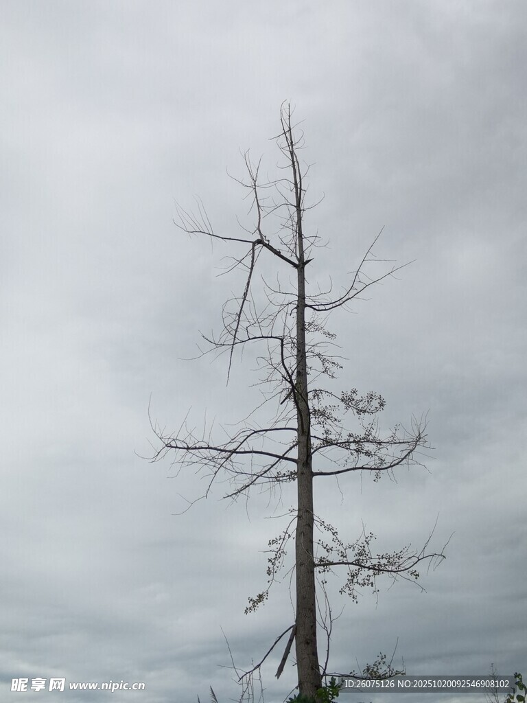 枯树挺立在阴沉天空下
