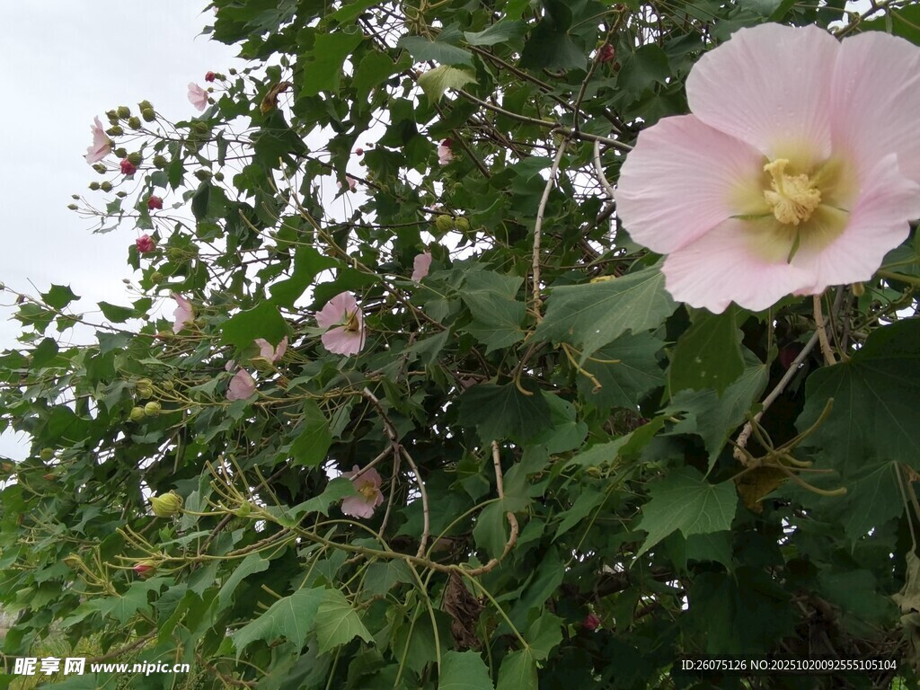 粉色木槿花绽放绿叶间