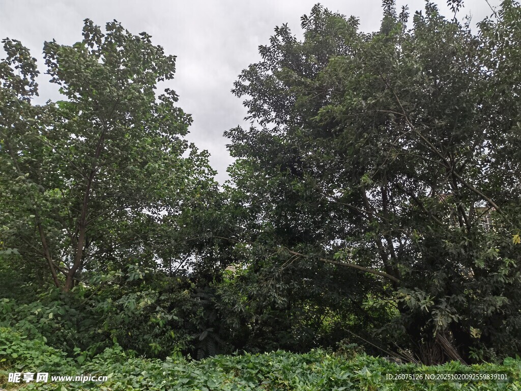茂密树林与繁茂植被景观
