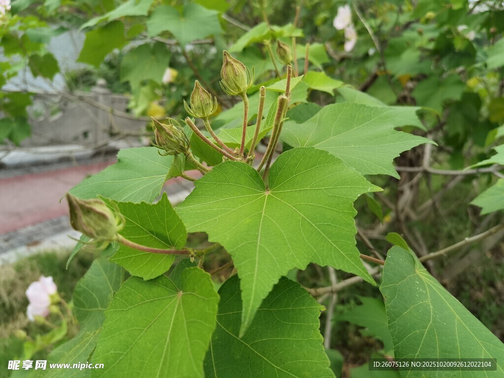 葡萄藤上的嫩绿叶片