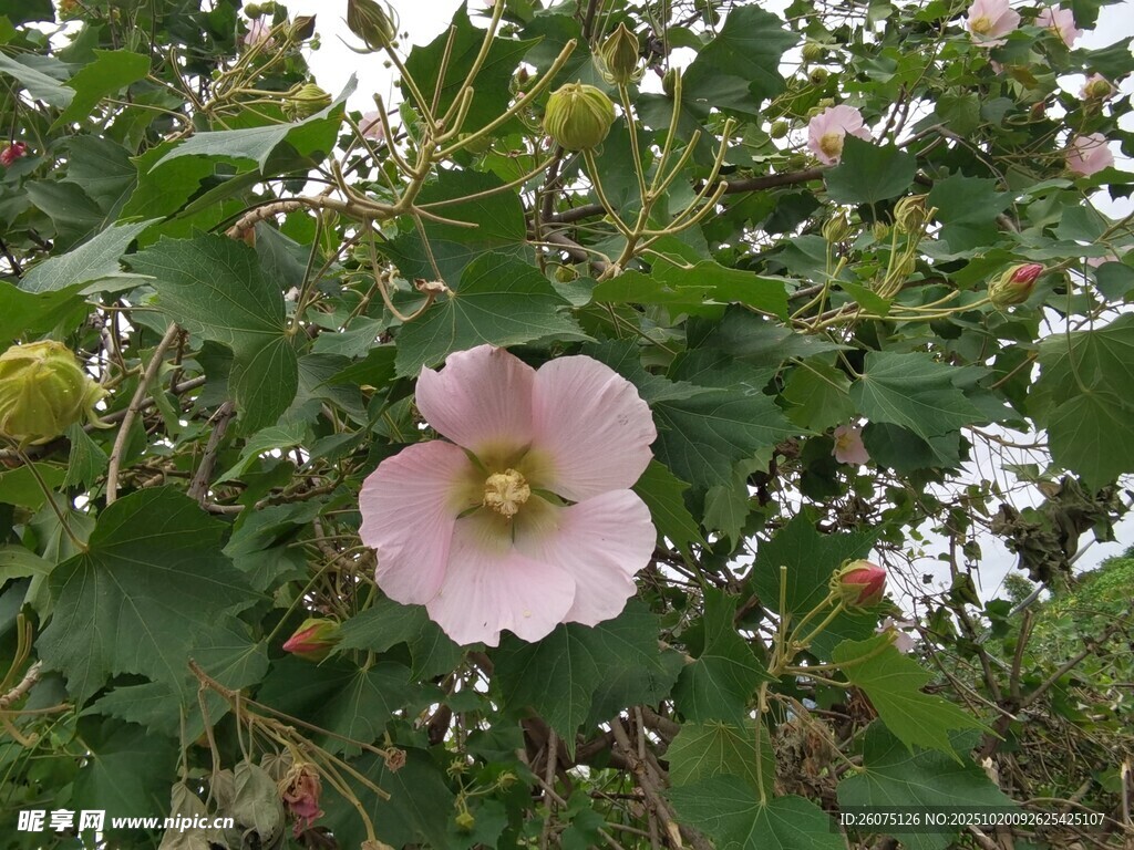 粉色木槿花绽放于绿叶间