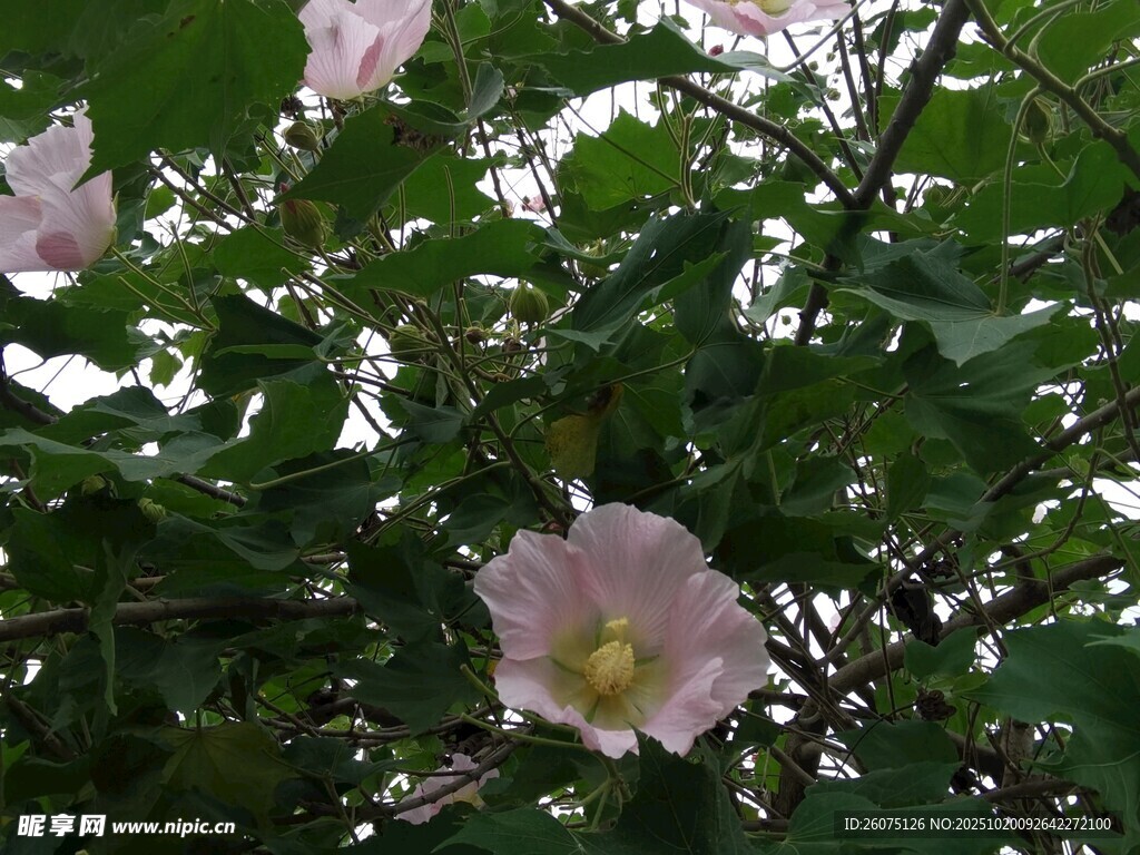 粉色木槿花绽放于绿叶间