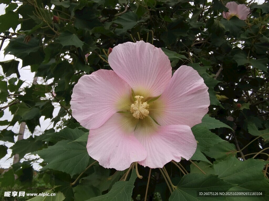 粉色木芙蓉花特写