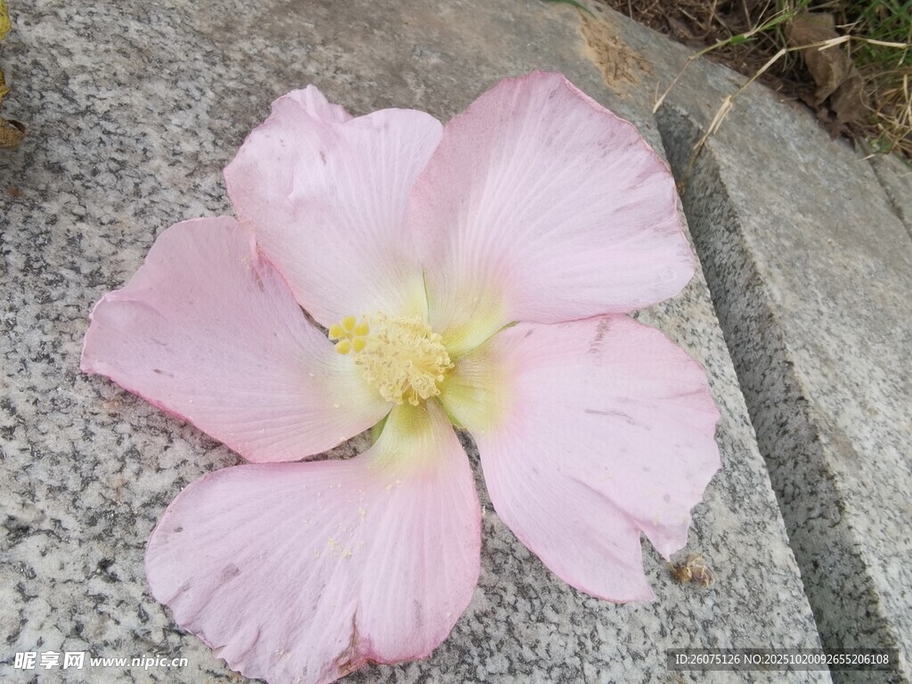 粉色绽放的美丽花朵