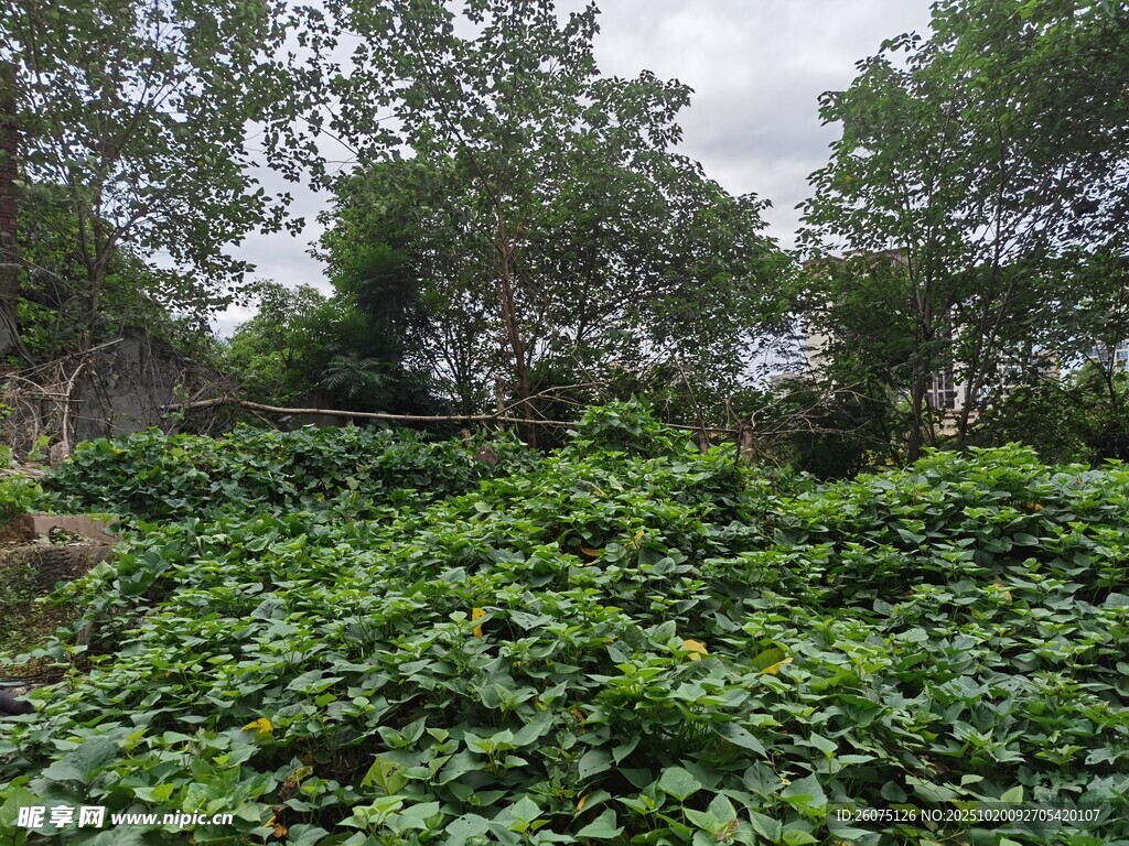 繁茂绿植覆盖的自然场景