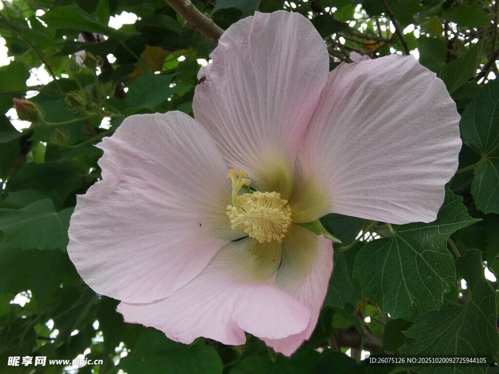 粉色芙蓉花特写