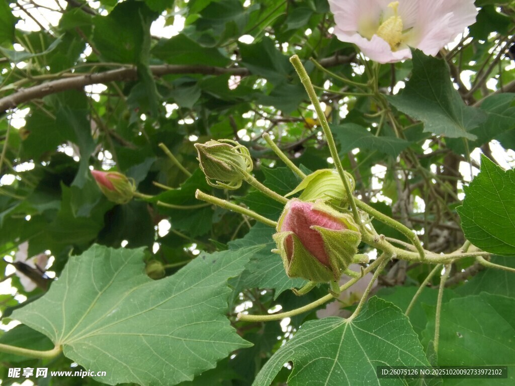 芙蓉花苞与绿叶特写