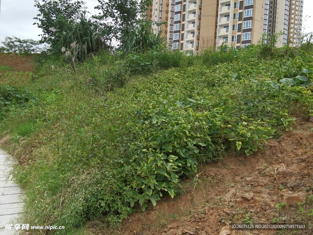 城市旁的绿植斜坡景观