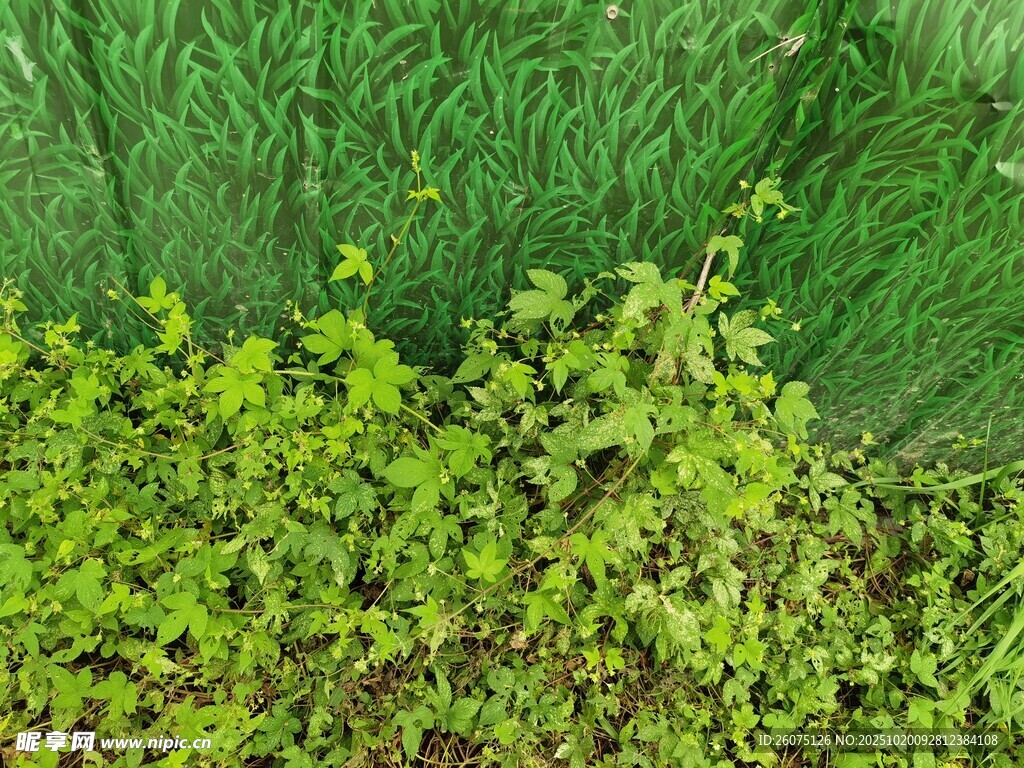 翠绿繁茂的草地植物景观