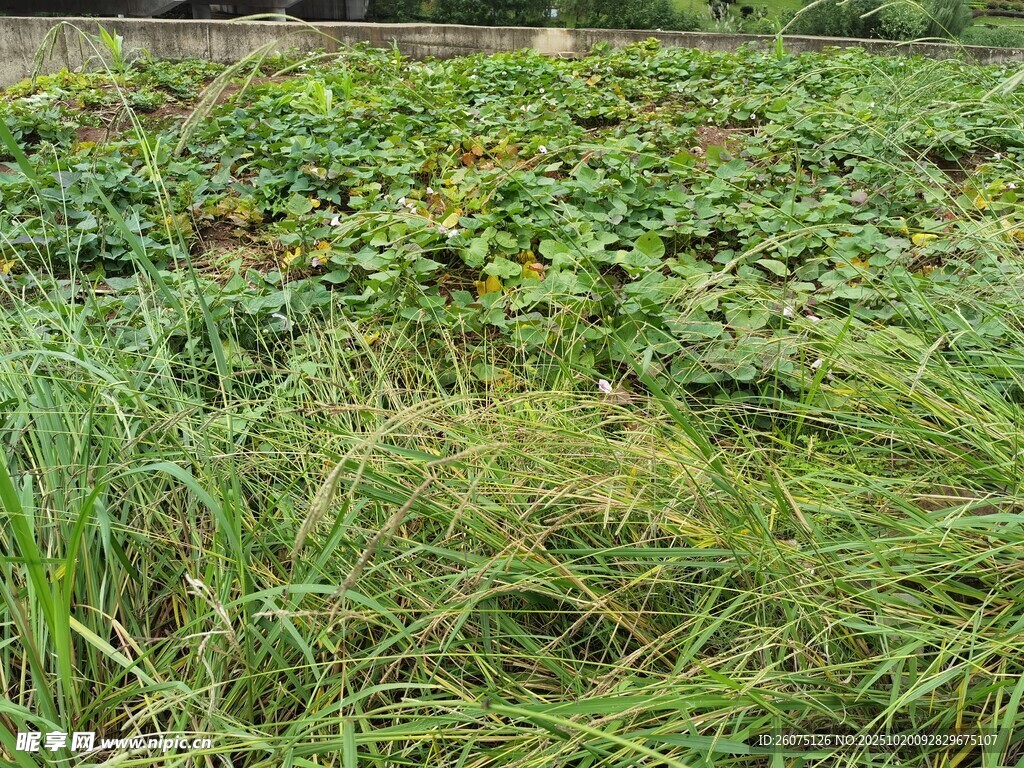 田野中的茂盛绿色植物