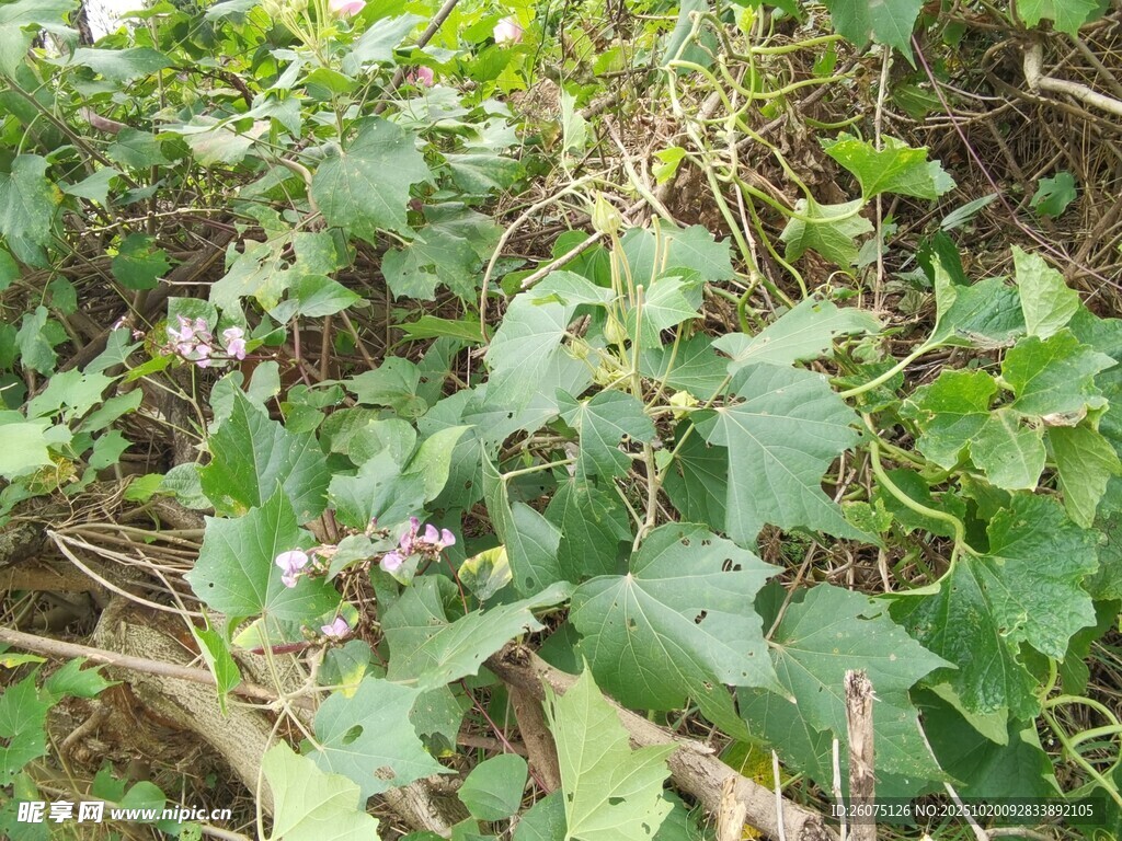 繁茂绿植景象
