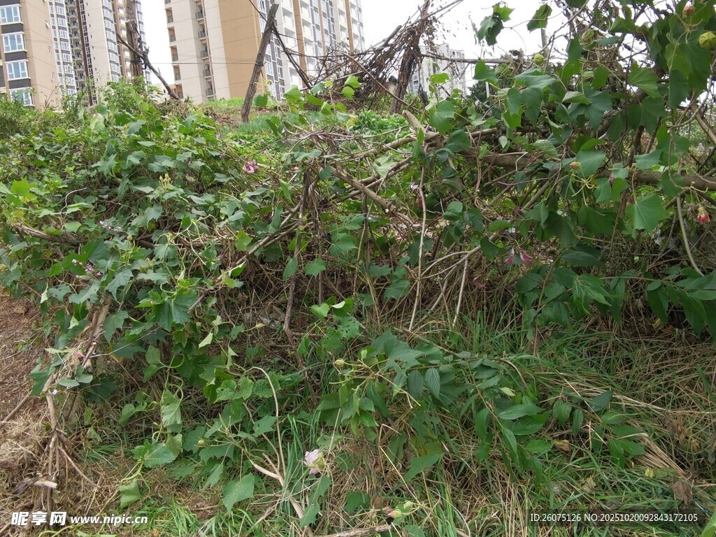 野外繁茂绿植景象