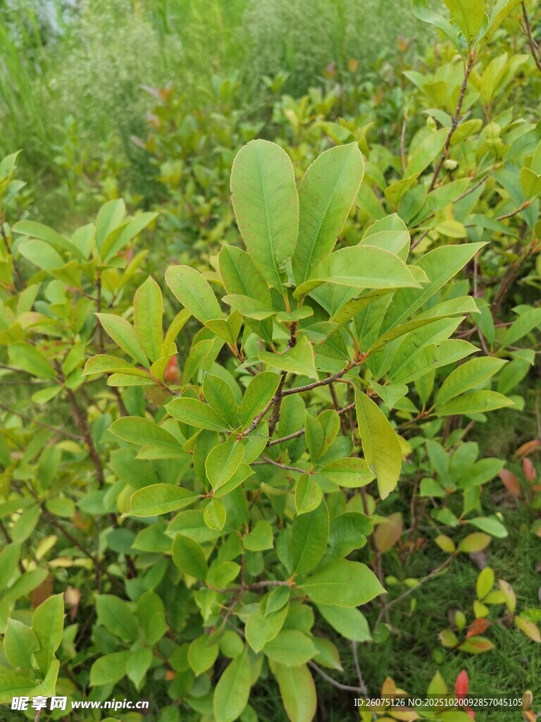 绿叶繁茂的植物景观