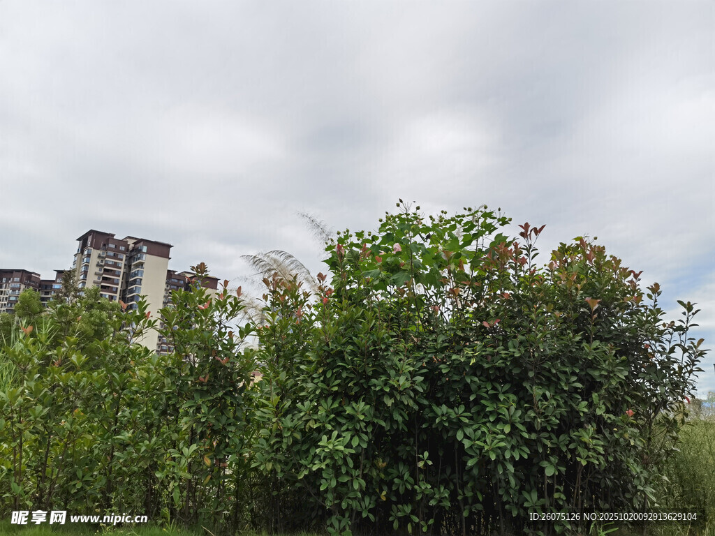 城郊绿植与远处建筑景观