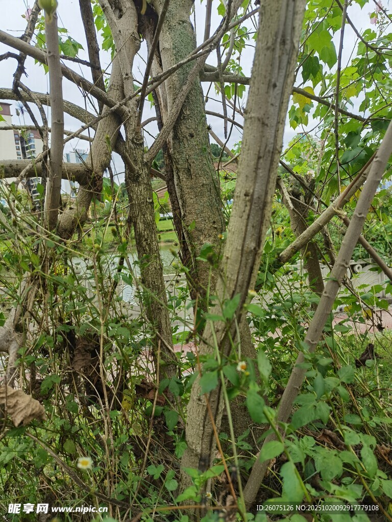 野外繁茂的树木与绿植