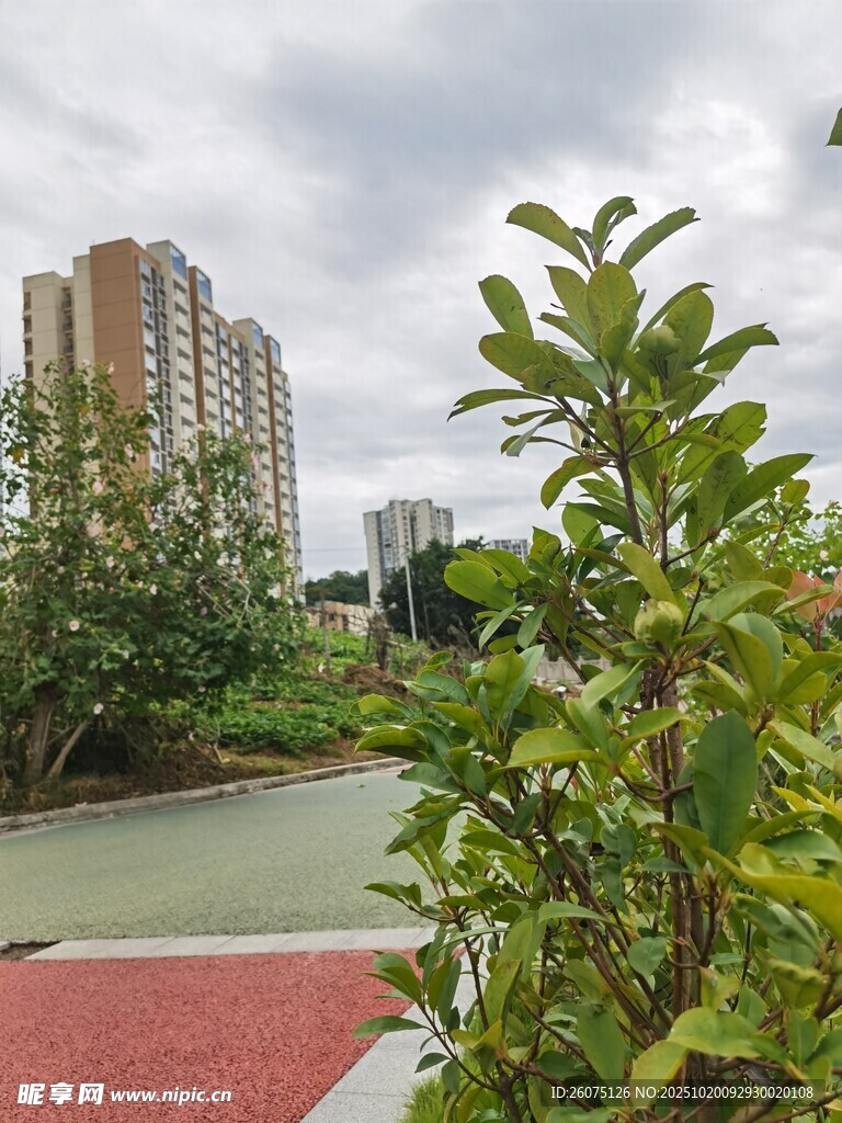 城市绿植与远处高楼景观
