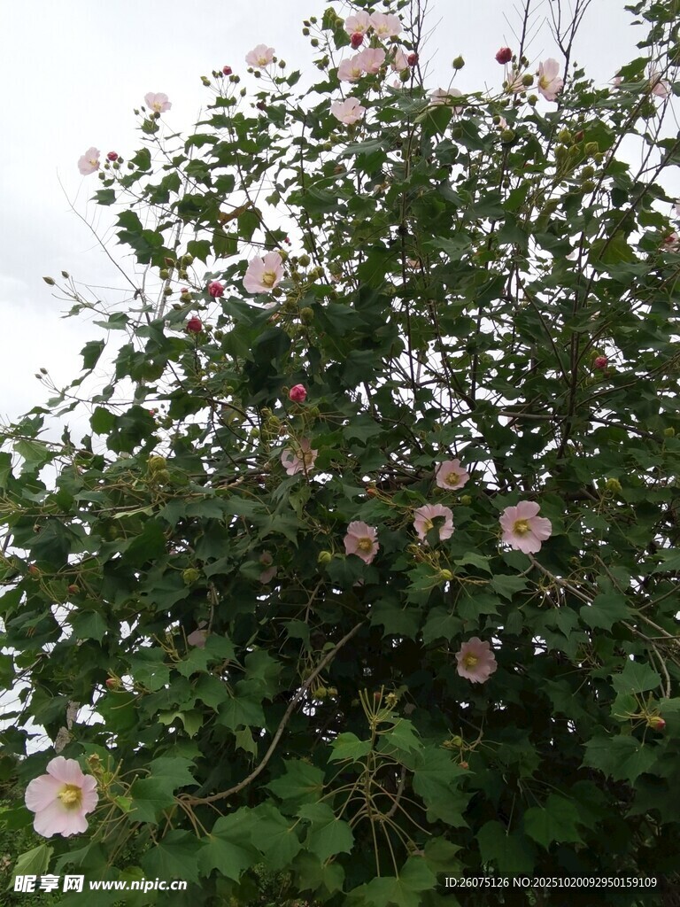 盛开的粉色芙蓉花